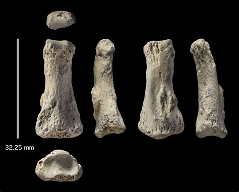 Finger Bone Discovery Believed To Be From The Oldest Modern Human Found