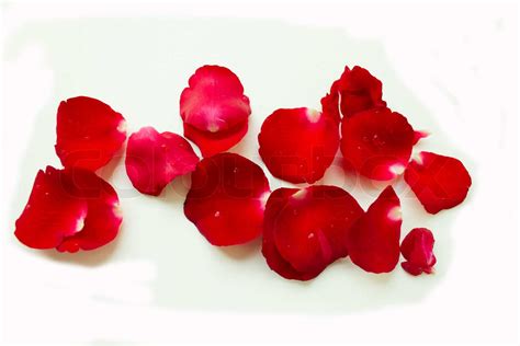 Red Rose Petals Scattered Around Stock Image Colourbox