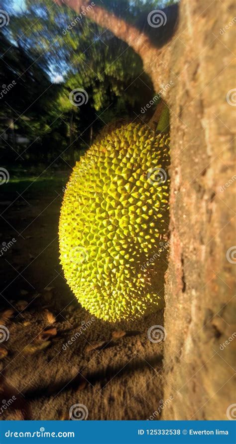 Jaca Fruit Nature Birth Tree Frutifera Stock Photo Image Of