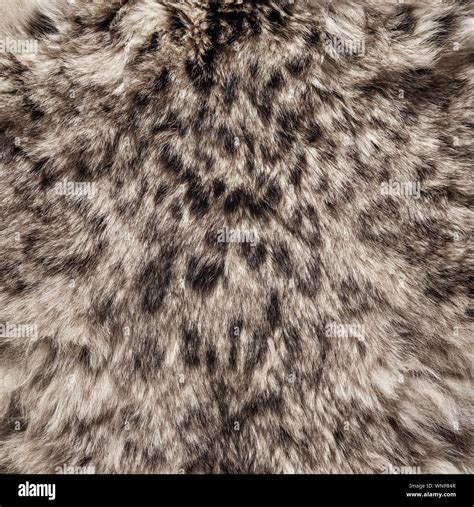 Snow Leopard Fur Pelt Showing Characteristic Markings Panthera Unica