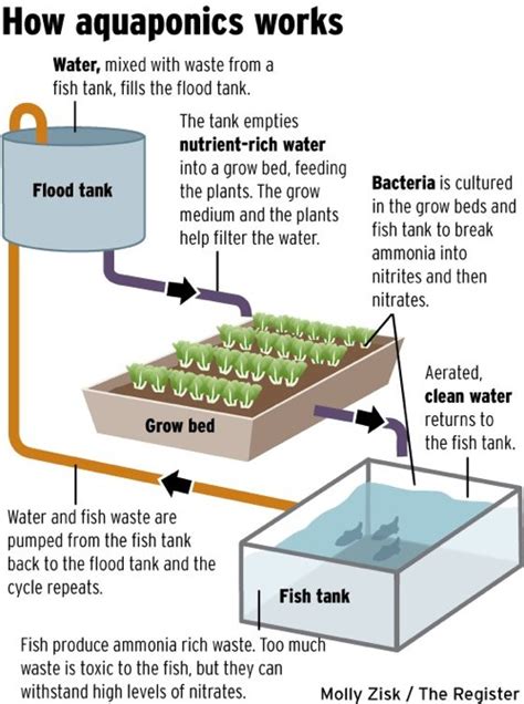The aquaponics approach is gaining in popularity as a sustainable gardening method and if you're curious to try it out for yourself, there are some great hacks for. Diy Aquaponics Plans : What Is Aquaponic System