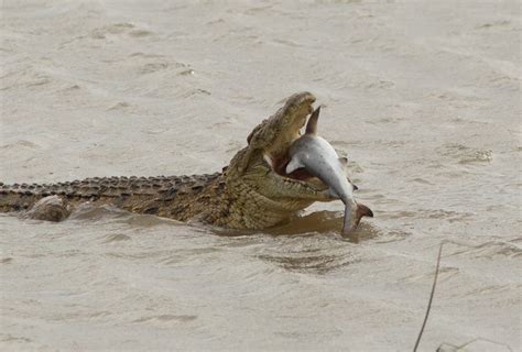 Crocodile Seen Eating Shark In Remarkable Images The Independent