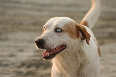 Kostenlose Bild Gonczy Polski Heiter Kopf Glücklich Strand Hund