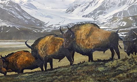 The Steppe Bison Were Once Found On The Mammoth Steppe Throughout
