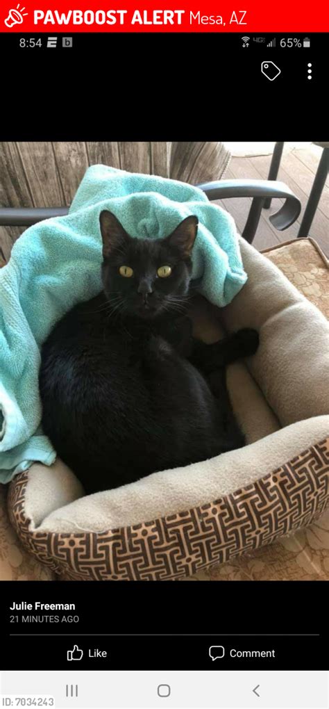 Lost Female Cat In Mesa Az 85205 Named Midnight Id 7034243 Pawboost