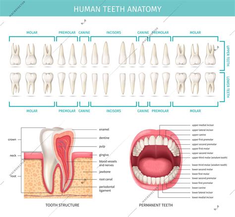 Human Dental Anatomy Chart With Realistic Jaw And Tooth Vector