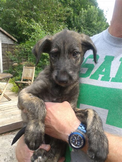 Irish Wolfhound Info Temperament Puppies Pictures Lifespan