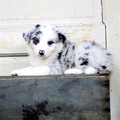 Border Collie Puppies For Sale Grass Lake Mi 225326