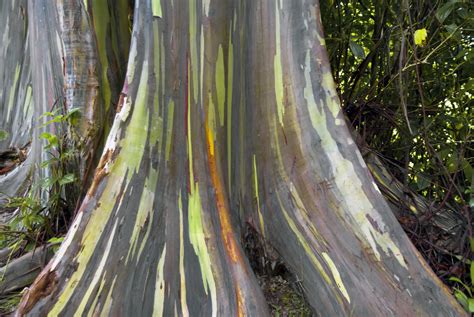 Rainbow Eucalyptus Tree Learn About Rainbow Eucalyptus Growing Conditions