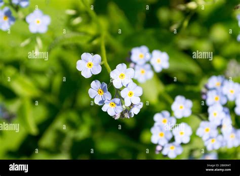 Beautiful Tiny Little Flowers The Petals Ara Light Blue In Contrast
