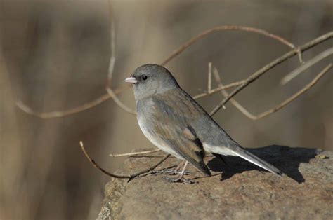 Dark Eyed Junco Indiana Audubon Society