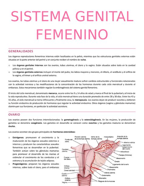 Resumen Histología Aparato Genital Femenino Sistema Genital Femenino