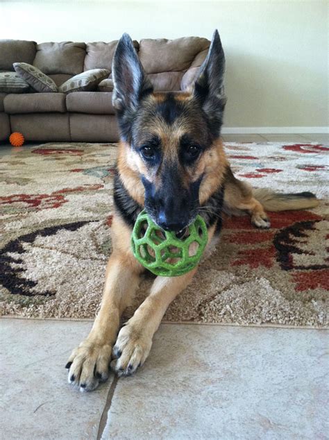 Tasha With Her Teddy Bear German Shepherd Dogs German Shepherd Dogs