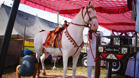 वल्लाह मंडी अमृतसर में आया खूबसूरत नुकरा घोडा Beautiful Nukra Horse