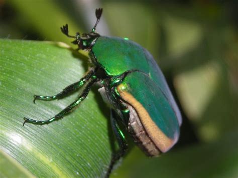Green Figeater Beetle Beetle Green Beetle Insects