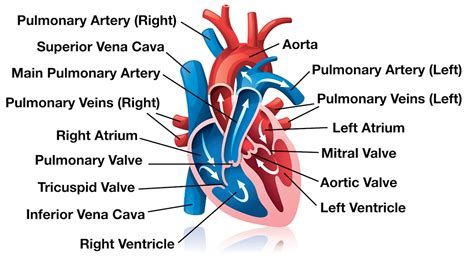 Heart Blood Flow Simple Anatomy Diagram Cardiac Circulation Pathway