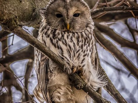Sleepy Owl Smithsonian Photo Contest Smithsonian Magazine