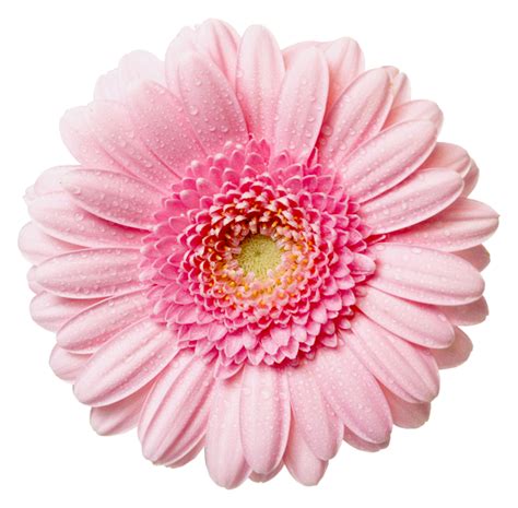Pink Flower PNG Transparent Pink Flower.PNG Images. | PlusPNG