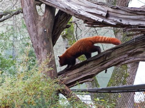 Woodland Park Zoo Seattle Wa 11 2021 Ba 90 Red Panda Flickr