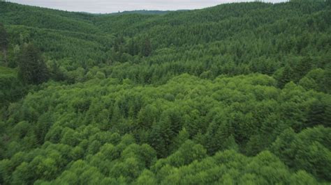 5k Stock Footage Aerial Video Fly Over A Forest Full Of Evergreen Trees
