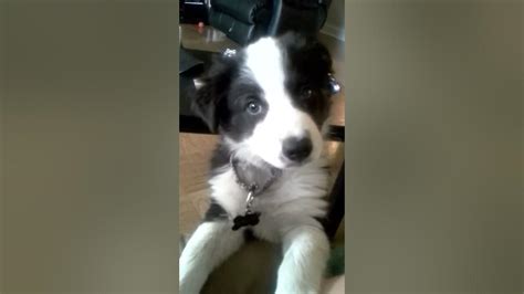 Border Collie Puppy Lacy Youtube