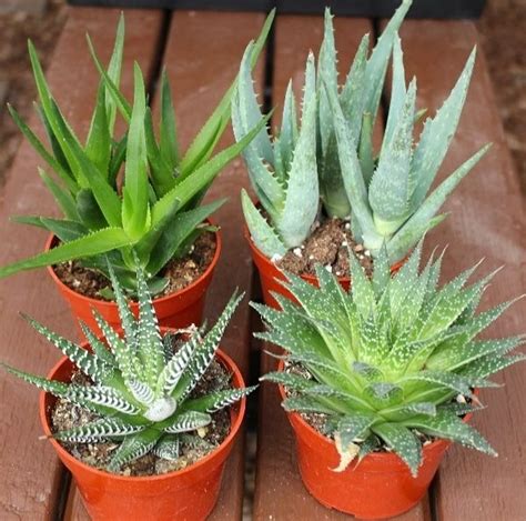 Aloe Plant Collection 4 Varieties