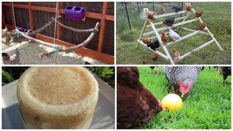 How To Keep Your Chickens Entertained And 3 Diy Toys Part 2
