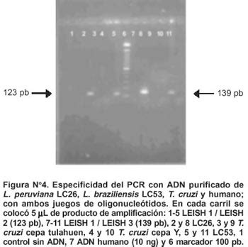 Diseño y evaluación de tres oligonucleótidos para la detección de Leishmania por PCR