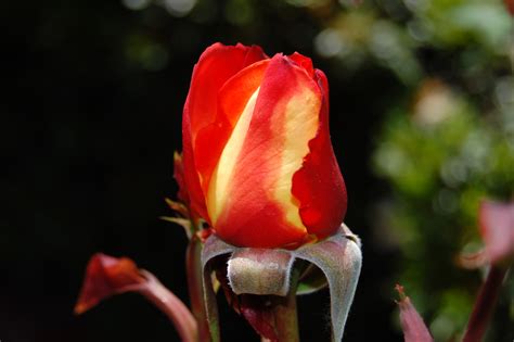 Free Images Blossom Flower Petal Bloom Tulip Red Botany Flora
