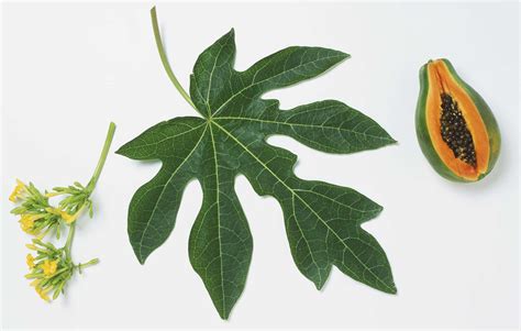 How To Identify Simple Lobed And Unlobed Leaves