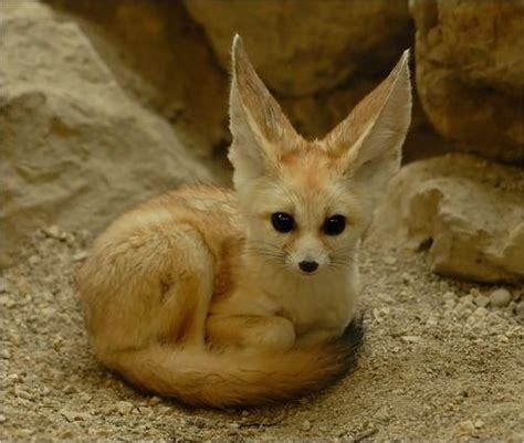 52 Best Images About Africa And Middle East Fennec Fox On