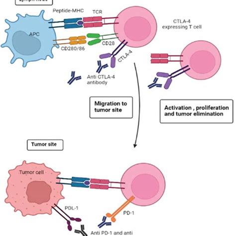 Mechanism Of Immune Checkpoint Inhibitors Ctla 4 Pd 1 Blockade Enhance