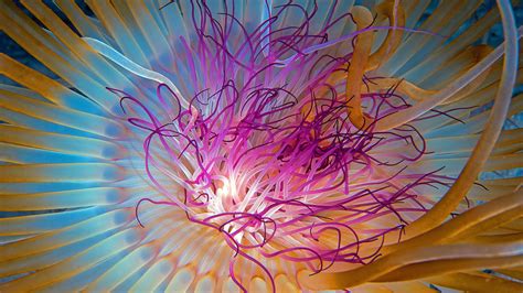 Jellyfish Tentacles Close Up Georgia Atlanta Wallpaper Animals