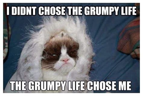 Grumpy Cat Grumpy Cat Meme Grumpy Cat Jon Snow Meme