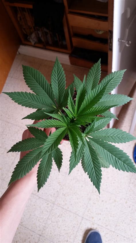 Male Cannabis Plant Grown From Aliexpress Seeds Raliexpress
