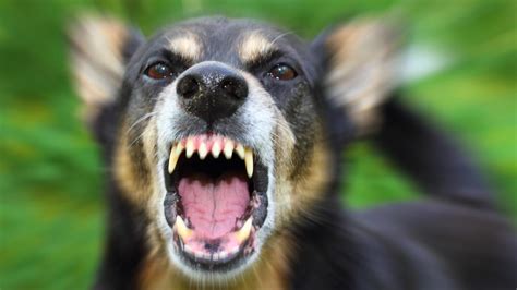 Dangerous Dog Behaviors Vet Anne Fawcett Explains The Shocking