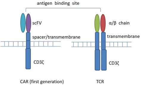 T Cell Receptor TCR And Chimeric Antigen Receptor CAR Structure