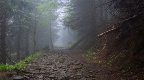 Desktop Wallpapers Fog Trail Nature Forests Stones Trees 2560x1440