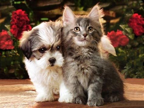 You've got a cuteness overload! 19 best Cute Kittens and Puppies together! images on ...