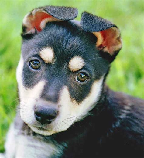 German Female Dog Names Unique Ideas Perfect For Your Girl