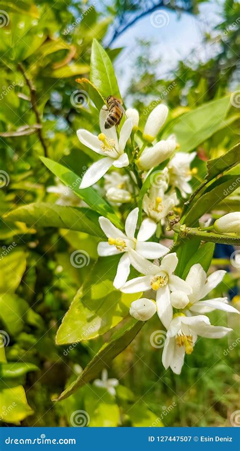 Fresh Orange Tree Blossom Stock Image Image Of Agriculture 127447507