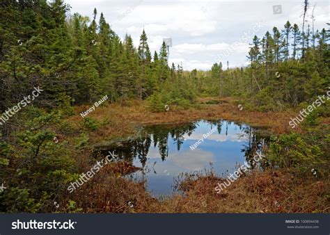 Bog Ecosystem Black Spruce Trees Tamarack Stock Photo 100894438 Shutterstock