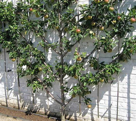 The apple tree is the perfect shopping experience! Apple, Hat Trick (Espalier) - TheTreeFarm.com