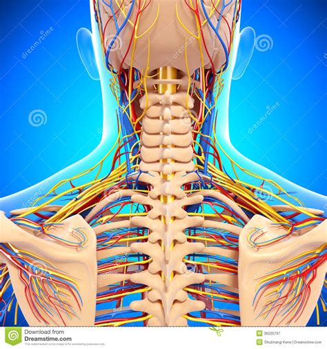 Circulatory System Of Male Head Stock Illustration Illustration Of