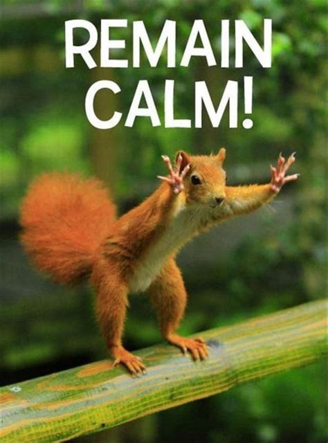 Remain Calm The Weekend Is Here Funny Animal Quotes Funny Animal