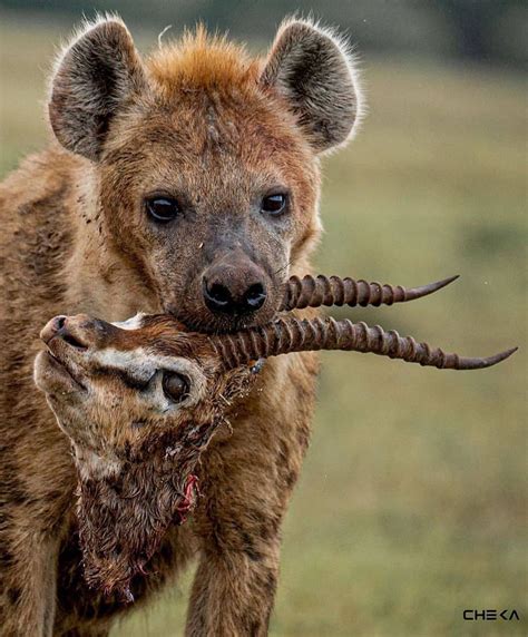 Spotted Hyenas Are Social Mammals And Live In Structured Groups Called