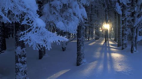 Beautiful Magical Forest In Winter Wallpapers Hd Desktop And