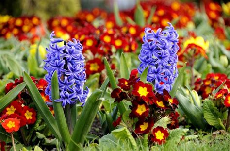 Beautiful Flower Hyacinth Hd Desktop Wallpapers 4k Hd
