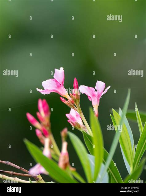 Selective Focus On The Beautiful Bloom Of Oleander Flowers Nerium