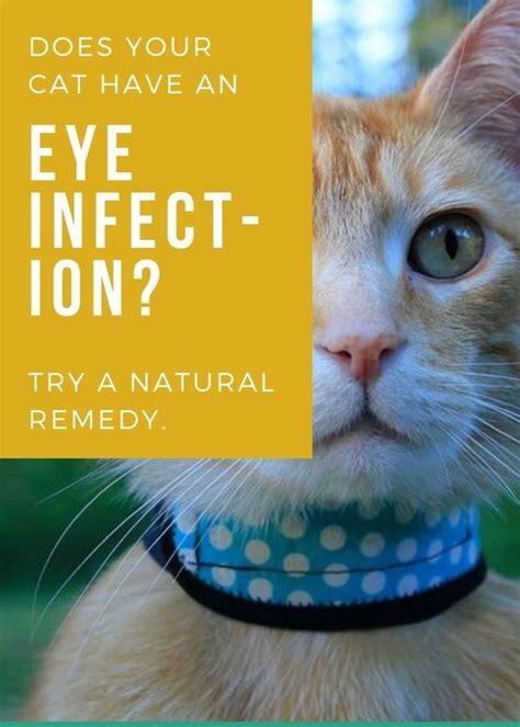 Home Remedies For Cat Eye Infection Cat Eye Infection Kitten Eye